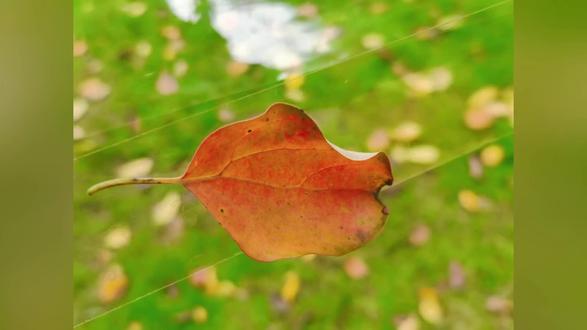 #记录美好生活2025年11月11日:《秋生赋——风光摄影实战营毕业作品》
在传统观念里,秋天是秋风秋叶秋杀人,可是在我眼里秋天是诗和远方!这要从两个方面说起:1:在本片里,公园里树叶纷飞,秋色浓浓的,似乎有点凄凉沧桑的景象,但是公园里每个角落都装满孩子,孩子们的欢声笑语,生龙活虎,生机勃勃的景象使这儿的秋天变得生机盎然,充满生命力!题目的意义就在此!2:另一个方面,人们总把人生比喻成“人生一世草木一秋”,可是在我的心里,人一生中最幸福的黄金时期就是暮秋时期!因为这个时期人们完成了自己的责任和义务,处于另一种生活状态,又叫“第二人生”,真正为自己而活,所以每个人都在选择自己的兴趣爱好,生活方式,过的生龙活虎,焕发青春和生机!难道不是“秋生赋”吗?