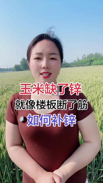 玉米缺了锌,减产严重#三农种地技巧 #如何补锌