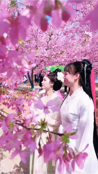 香水樱花开盛期,带上你的影搭子和家人朋友们,去桂阳樱花园留下你的最美时刻!#春游踏青 #桂阳樱花园打卡