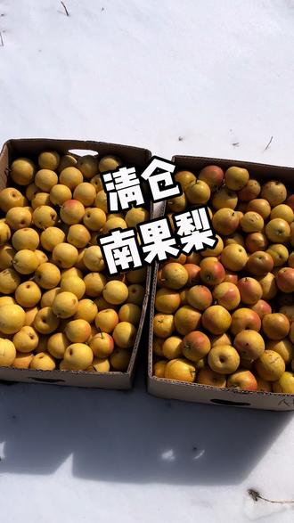 #鞍山南果梨 依然是很好的南果梨,卖的便意是因为库存压力大。春季不耐储存,建议收到货的朋友,三分之一空箱常温,三分之一冷藏,三分之一冷冻。南果梨做冻梨非常好吃。