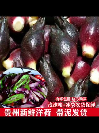 这个东西你们认识吗?它就是我们贵州大山里的洋荷姜,现在正是吃它的时候,拿来炒个肉吃或者切片晒干泡酒都特别好。如果你也喜欢这种味道的话,赶紧点击下方链接去看看吧!#阳荷 #新鲜阳荷 #优质农产品 #现挖现发 #分享家乡美食