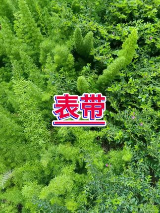 #表带 #表带更换 #好物推荐