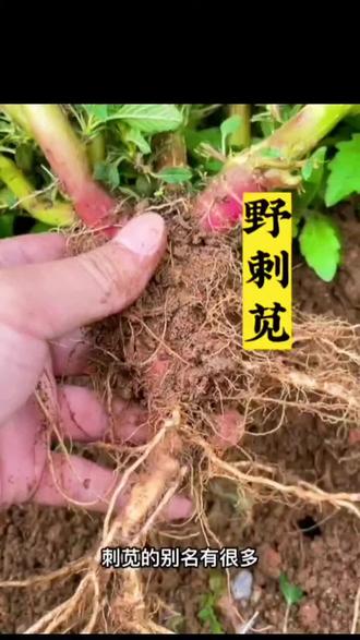 #中药材 #刺苋菜 #草本植物 #中药 #野外 刺苋,属于凉信中药材,具有祛湿热,清热解毒,等等功效,营养架子很高,此植物,信寒,体内寒气,不能吃容易拉稀