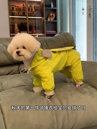 三色冲锋衣,好穿舒服透气太帅了#也太可爱了吧 #这样萌萌的小毛孩可爱的不像话了 #萌宠比熊