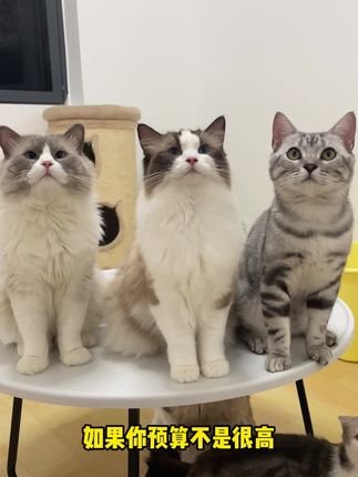 就这个罐头,拿捏了我家小猫咪#美滋元