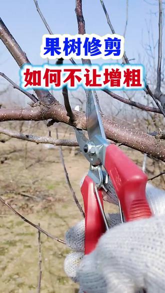 果树修剪如何不增粗!苹果树修剪实操教学!#果树修剪 #果树修剪技巧教学 #苹果种植技术 #苹果树修剪 #修剪树枝