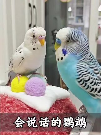 #虎皮鹦鹉 #鹦鹉 #鹦鹉鹦鹉萌萌哒逗鹦鹉 #鹦鹉日常 #鹦鹉小白
