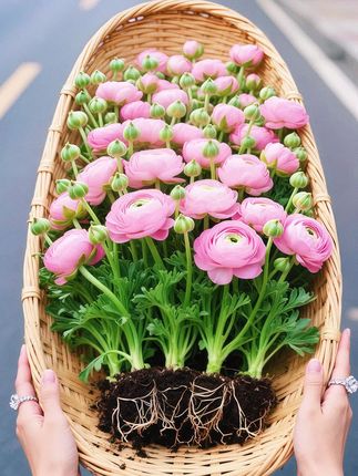 四季皆宜的“颜值担当”——花毛茛 花毛茛种球生命力顽强,室内土培,可作书桌雅饰;室外栽种,能成庭院亮点。它生性耐寒好养护,作为多年生草本植物,四季均可播种,一次栽种,便能多年赏其娇美花姿,是性价比超高的盆栽优选~#花毛茛 #种球 #美不美你说了算 #爱生活爱养花 #花卉绿植