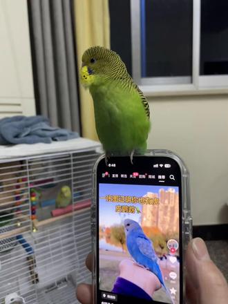 虎皮小鸟的快乐🦜🦜#虎皮鹦鹉的叫声