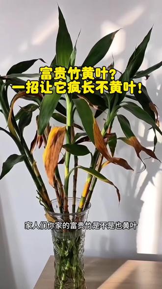 你家的富贵竹是不是也黄叶?#自己养的富贵竹 #水培植物 #富贵竹 #花卉绿植 #水培
