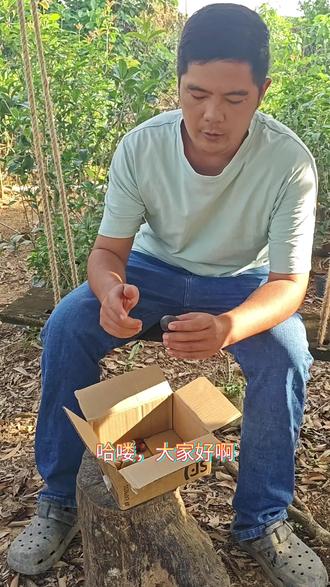 试吃一下新品种#香波果 #斐济龙眼。