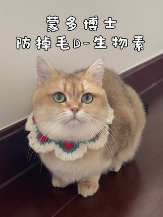 养猫人一定要喂的,防掉毛D生物素!#猫 #金渐层 #萌宠出道计划 #蒙多博士D生物素 #新手养猫指南