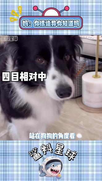 狗狗:妈妈你很诡异你知道吗#谁能拒绝傻憨憨的小狗 #狗狗