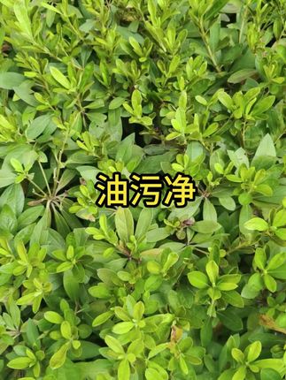 #油污净 #好物推荐 #好物分享