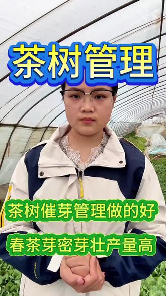 茶树催芽管理做的好,春茶芽密芽壮产量高#茶树种植 #茶树种植技术与管理 #茶园管理 #茶园管理技术