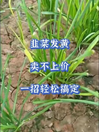 韭菜发黄,卖不上价,一招轻松搞定。#韭菜 #韭菜种植 #韭菜种植方法 #种韭菜 #农业种植