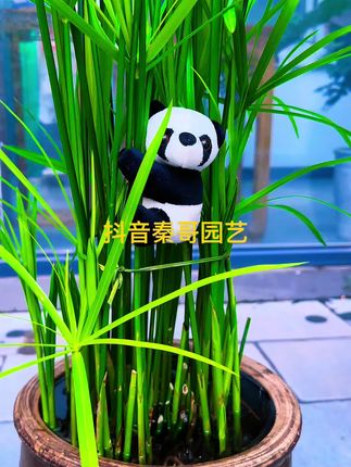 #熊猫夹子#高能感十足的表情包,家里的绿植窗帘都可以夹上几只,家里的氛围真的就不一样了#养花日常 #花卉植物 #记录生活