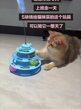 #猫咪🐱 #毛孩子的日常 #猫咪玩具推荐 #可可爱爱