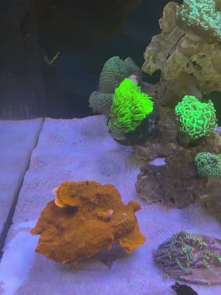 海缸中沙面不干净了,怎么办