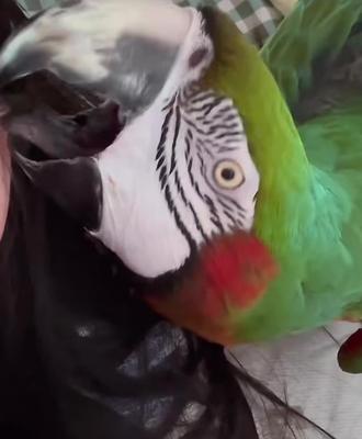 #鹦鹉 #手养鹦鹉 #鹦鹉咬人 你家的小鸟咬人吗?