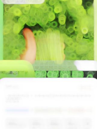 树仔菜你吃过吗?种一次每年都能持续采摘