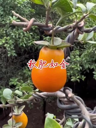 今天是24节气中的秋分,还没施秋肥的赶紧了#秋肥 #羊粪有机肥