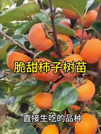 #脆甜柿子树苗 #阳丰柿子苗 #农业种植 #果树管理 #种植小技巧 @抖音小助手 @DOU+小助手 @抖音创作小助手