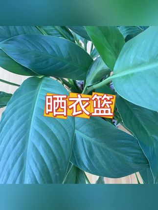 #晒衣篮 #网兜 #网兜晾晒