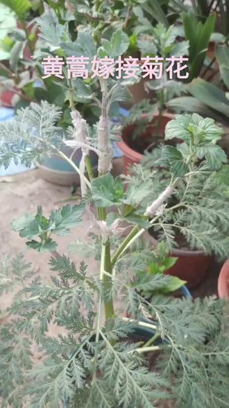 黄蒿嫁接菊花,一花多色,植株强壮!