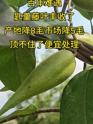 匙羹藤