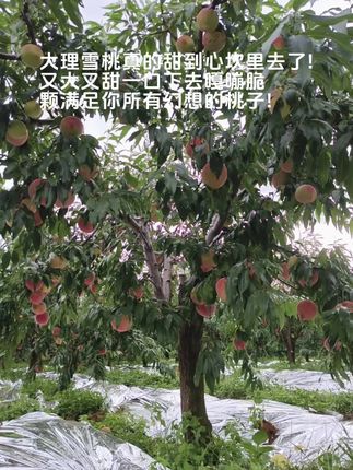 大理高山雪桃 这种桃子你们吃过吗!生长在丽江高山上的雪桃,又大又脆,香甜爽口,#新鲜应季水果没吃过的朋友一定要试试#雪桃 #丽江雪桃#现摘现发新鲜到家 #脆甜多汁