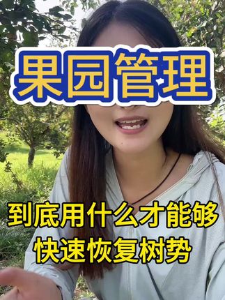 果树8月管不好,来年挂果一场空#果树 #果园管理 #果树种植 #果园管理技术#果树种植技术