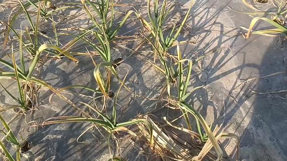 #抖音助农🔥 #抖音伙伴扶持计划 #抖音二创激励计划 大蒜返青水别再浇错了,这几点一定记住,什么时候浇返青水最好