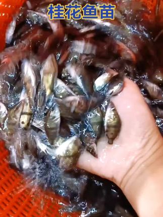 优质桂花鱼苗,健康高产,助您养殖无忧!#桂花鱼苗#鳜鱼苗#翘嘴鳜#渔场直发