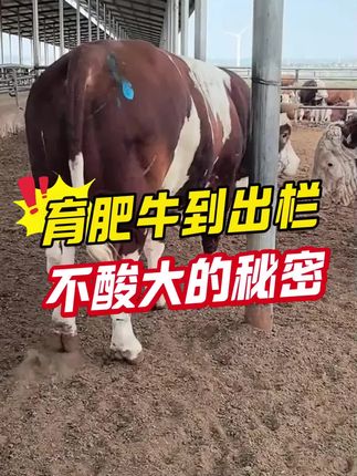 育肥牛到出栏不酸大的秘密 #牛羊养殖 #养牛人 #养牛技术 #排酸护蹄康 #育肥牛养殖