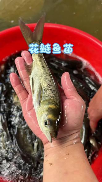 花鲢鱼苗 可以靠喝水长大的花鲢,最大能长到几十斤重#花鲢 #花鲢鱼苗 #四大家鱼养殖