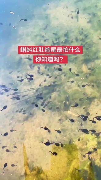 蝌蚪养殖,避免红肚缩尾#牛蛙养殖 #青蛙养殖 #黑斑蛙养殖 #石蛙养殖 #蝌蚪养殖 @抖音小助手 @抖音创作小助手 @抖加🔥上热门🔥dou+🔥热点宝