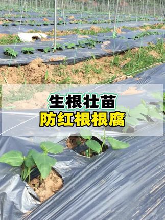 生根壮苗,防红根根腐,苗期就要抓起来#豆角高产技术 #豆角种植 #生根壮苗 #豆角红根根腐配方