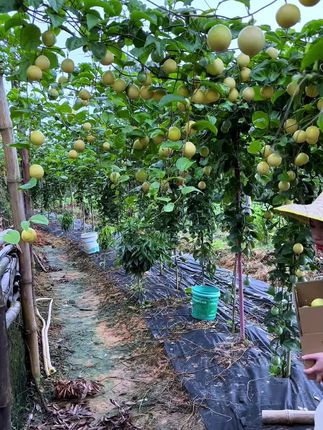 钦蜜9号黄金百香果真的好吃,纯甜无酸的,老人小孩都爱吃#百香果 #钦蜜九号百香果 #纯甜无酸 #水果 #黄金百香果