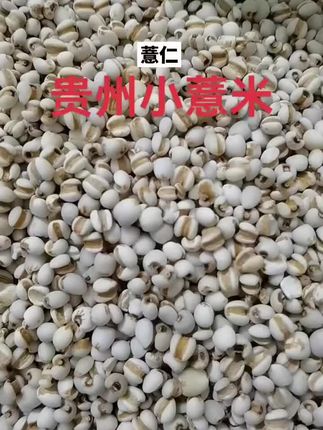 东北有机小薏米1000g*1罐薏米仁五谷杂粮薏仁可煮粥新货