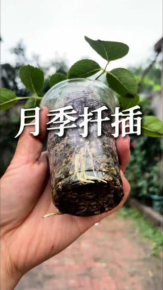 月季扦插总是黑杆,可以试试用蛭石和营养土扦插!去年我扦插的基本上都成活了!#月季扦插 #蛭石扦插 #朵咔营养土
