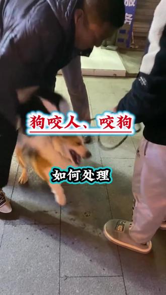 狗咬狗不松口如何处理 #宠物犬 #萌宠出道计划 #驱虫#猫#宠物知识