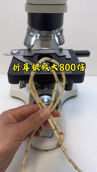 折耳根你爱吃吗#科普