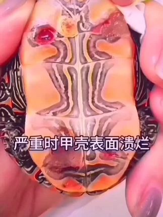 腐甲宁#左下角小黄车直接购买