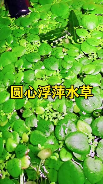 新手养不死懒人水草,丢水里就能活,无需二氧化碳,不挑水质,光照充足就能爆缸。叶片圆润如铜钱,根系飘逸似垂柳,点缀水面超自然。吸收氨氮、净化水质,为小鱼小虾提供躲避所。#圆心浮萍