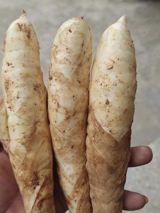 #广东新鲜竹薯竹芋冬粉薯自产自销 #煲汤清甜下单包邮 #好物推荐