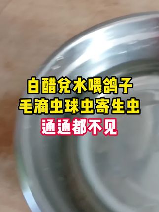 白醋兑水喂鸽子,毛滴虫球虫寄生虫通通都不见 #鸽子驱虫 #信鸽赛鸽 #科学养鸽 #所有养鸽子的人