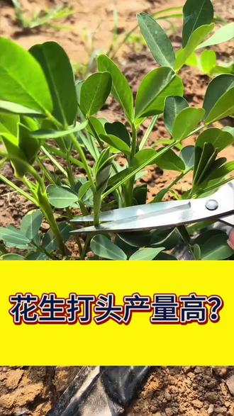 花生打头产量高#花生高产#花生打头#三农#花生种植技术
