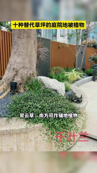 庭院草坪不再是单调的马尼拉了,可以有更多的地被替代植物,增强对比,丰富层次#武汉庭院#武汉庭院设计#武汉庭院施工#武汉庭院改造#武汉别墅小花园