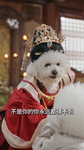 小狗母女宫斗剧,且看两狗演技如何#AI古风郡主冲突 #抖音ai创作